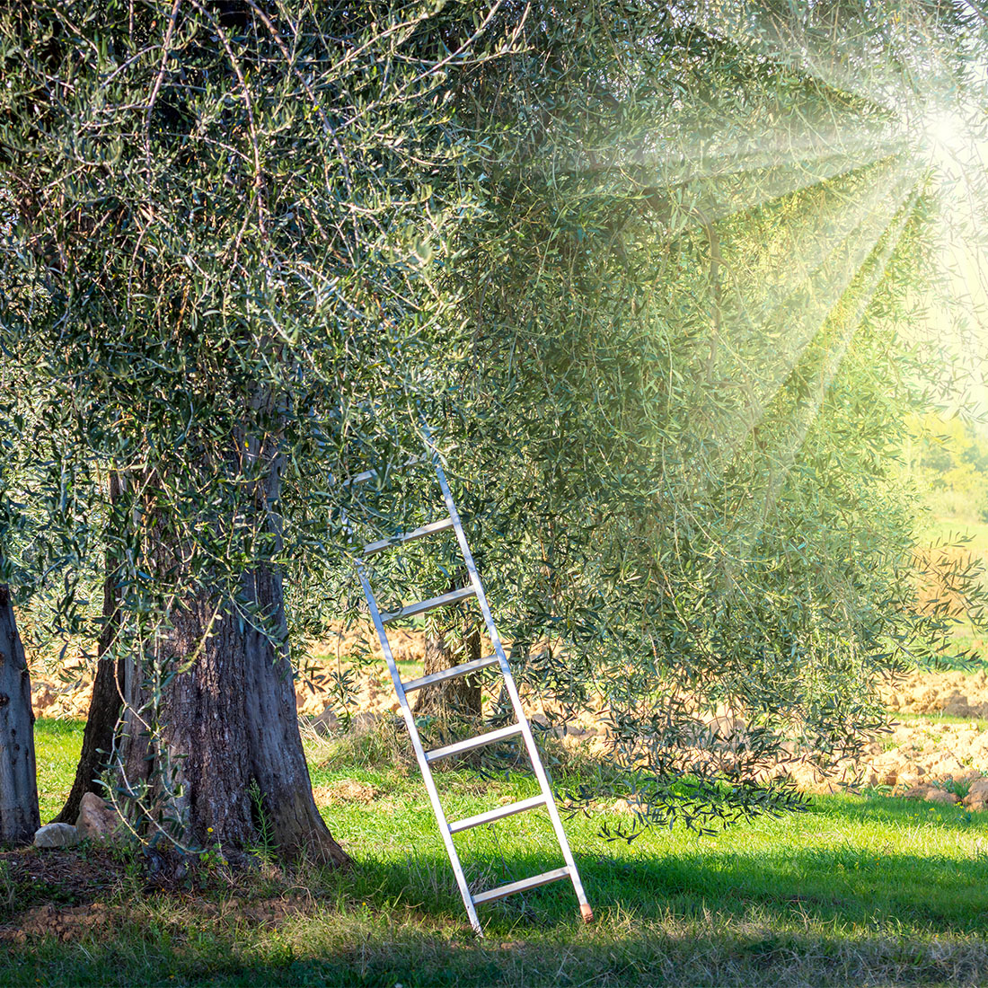 harvest time landscape of Olive trees plantation